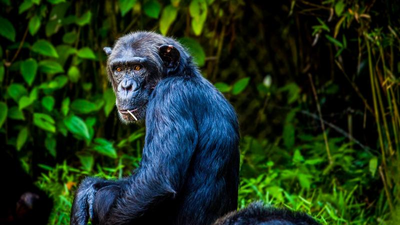 Chimpanzee