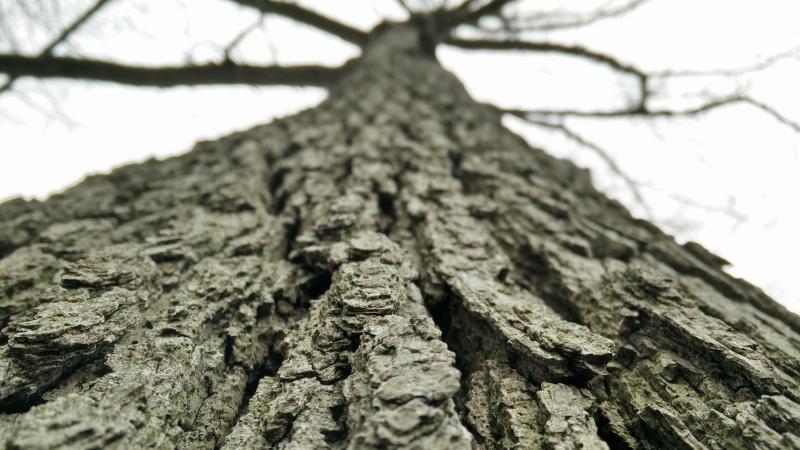 tree bark