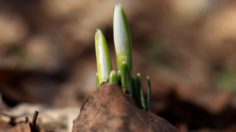 Budding hope