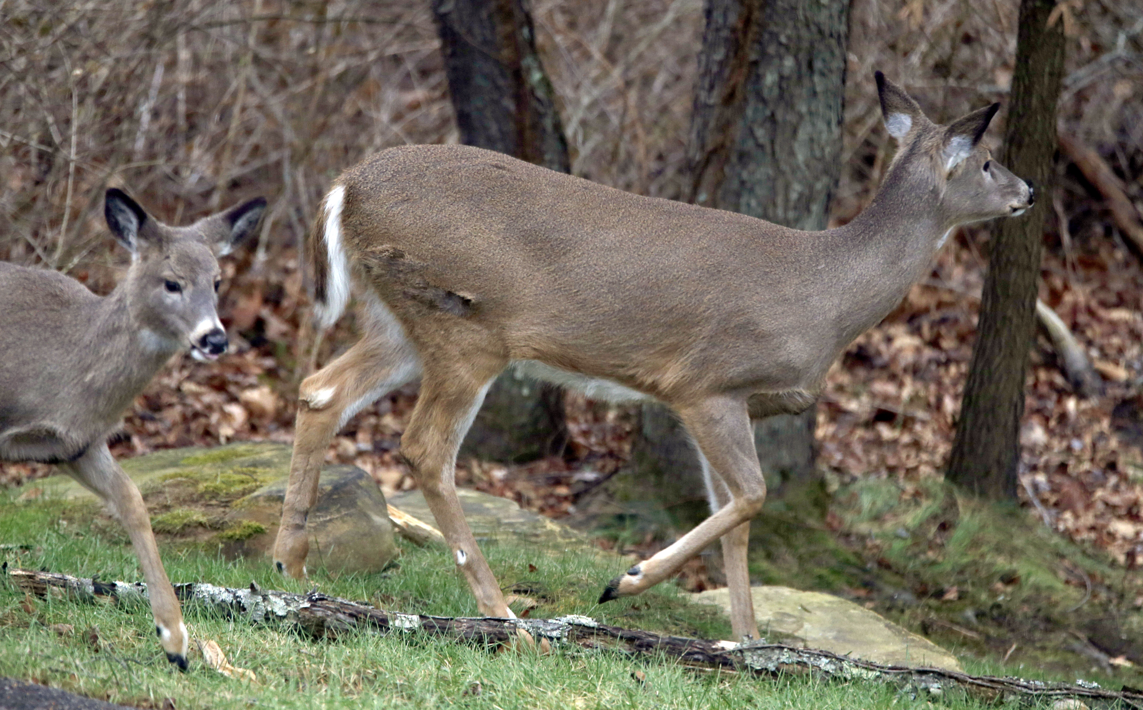 Study Deer Overpopulation Harms Soil, Limits Plant Growth In State