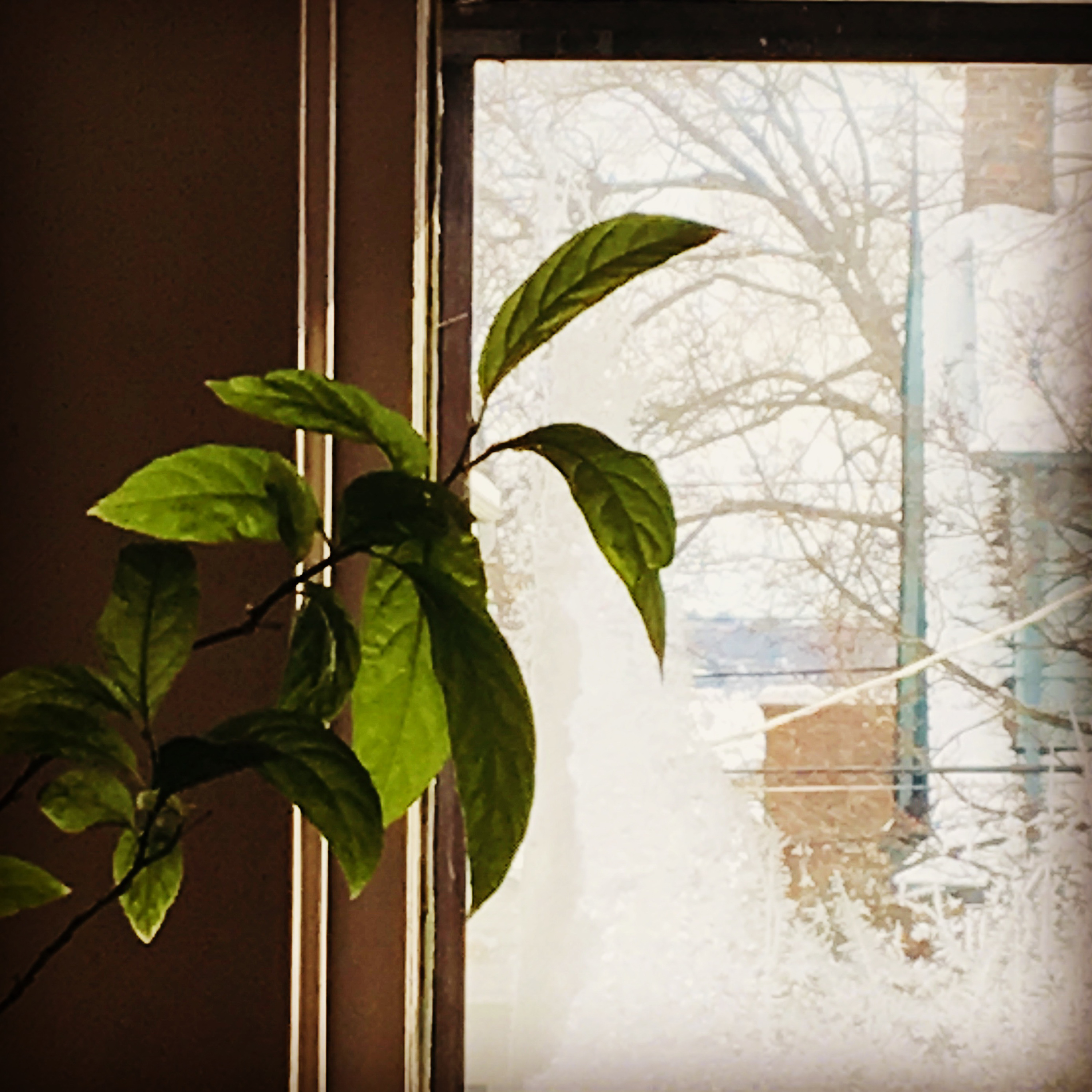 Window with plant