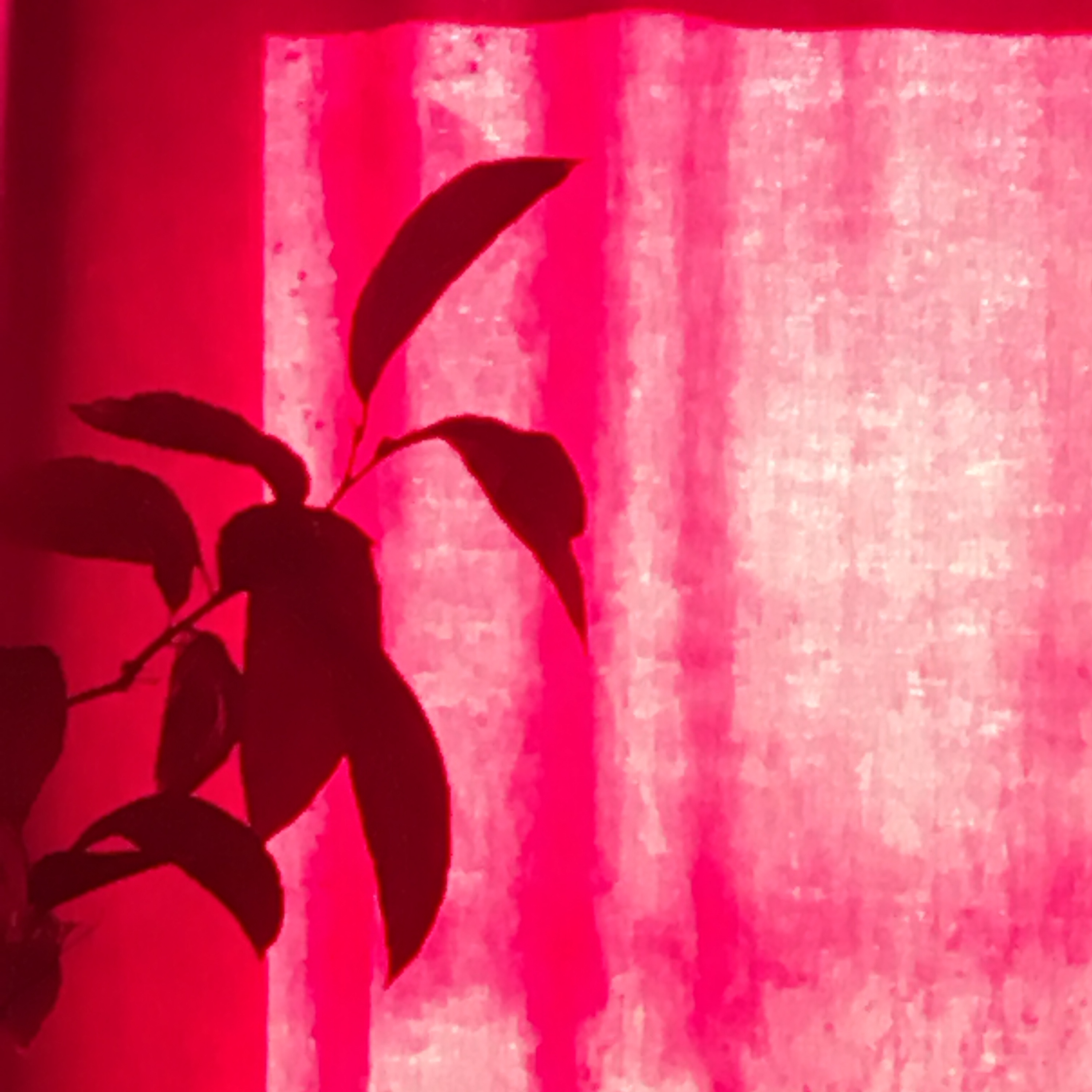 a sunlit window with drawn red curtains