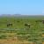 Nearly two million wildebeest migrate every year in the Serengeti.