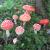 A group of Amanita muscarias (fly agaric). (Lawrence Millman)