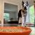 Mr. Bones the Boston terrier and his essential bowl plate.