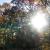 Sun in the woods
