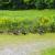 Steve's besties -- some wild turkeys in Vermont.