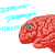 brain