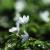 small flower