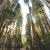 The whispering pines