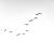 geese