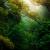 rainforest