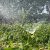 a sprinkler in Mark's yard