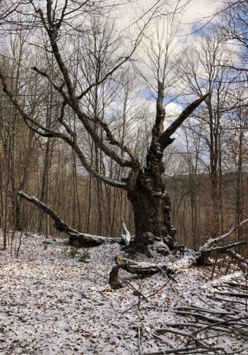 Steve's tree, winter