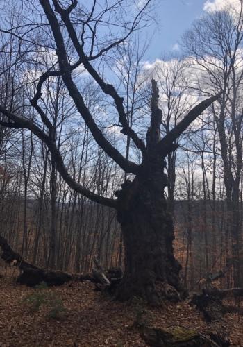 Steve's tree, spring