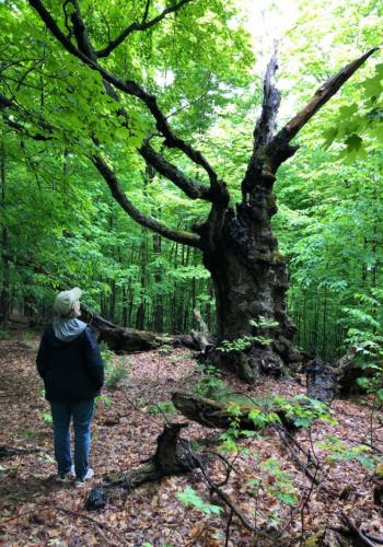 Steve's tree, summer
