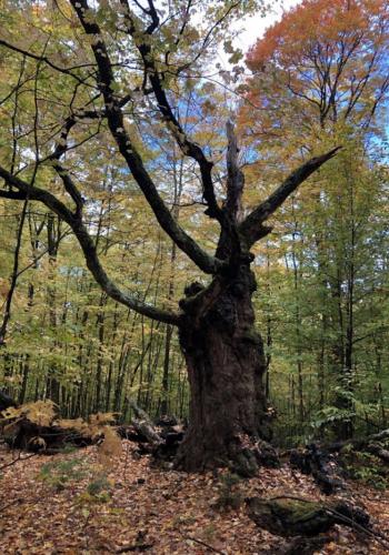 Steve's tree, fall