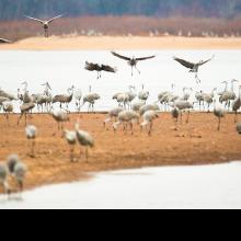 Sandhill Cranes Make The Long Journey South - Vimarsana News