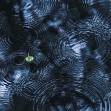 Our extended family of plants, animals and soil - Vimarsana News