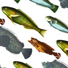 We Call Them Fish. Evolution Says They're Something Else. - Vimarsana News