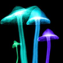 They eat rocks. They're some of the strangest living beings on the planet. They are fungi. - Vimarsana News