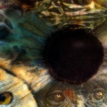 Sharing Eye-To-Eye Epiphanies With The Animal World - Vimarsana News