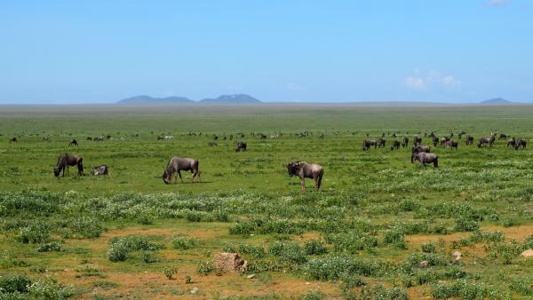 Nearly two million wildebeest migrate every year in the Serengeti.