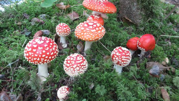 A group of Amanita muscarias (fly agaric). (Lawrence Millman)