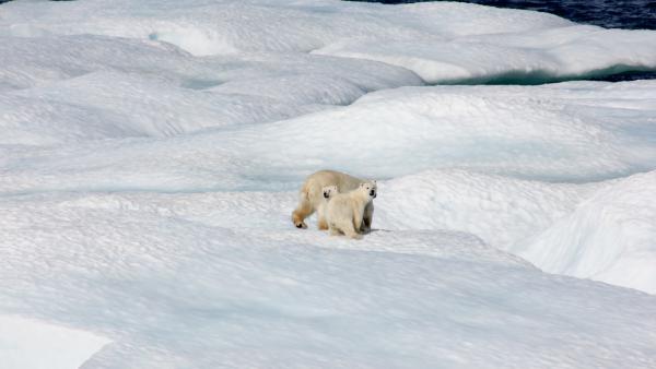 Glacial Sounds | To The Best Of Our Knowledge