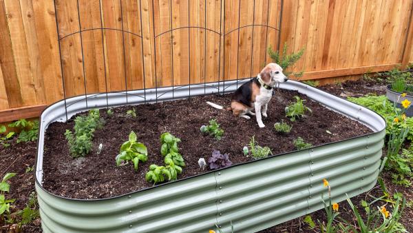 Bebe the Beagle