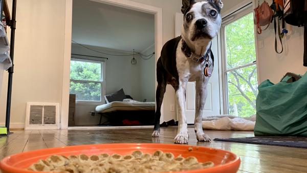 Mr. Bones the Boston terrier and his essential bowl plate.