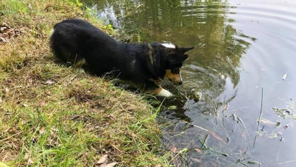 Alfie the corgi