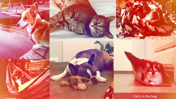 TTBOOK TTBOOK Pets