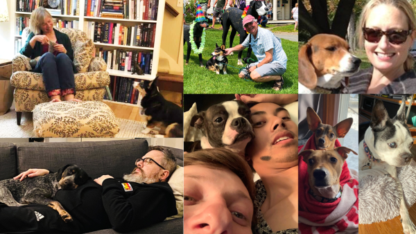 dogs of TTBOOK staff.