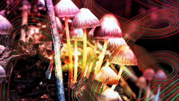 Magic mushrooms