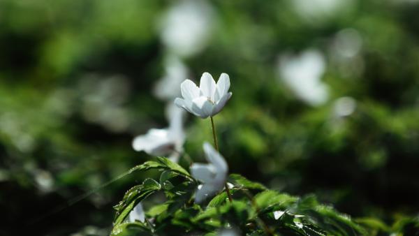 small flower
