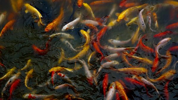 fish