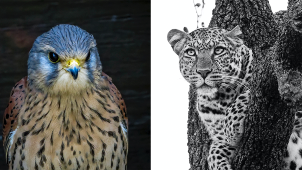 hawk on the left, jaguar on the right