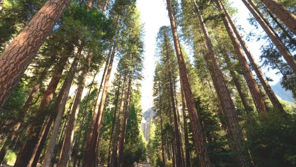 The whispering pines