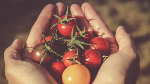 Cherry tomatoes