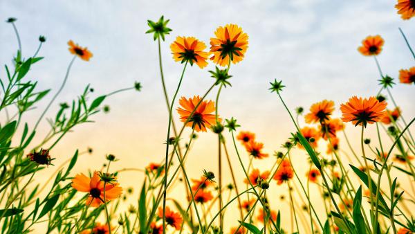 orange flowers seen from below
