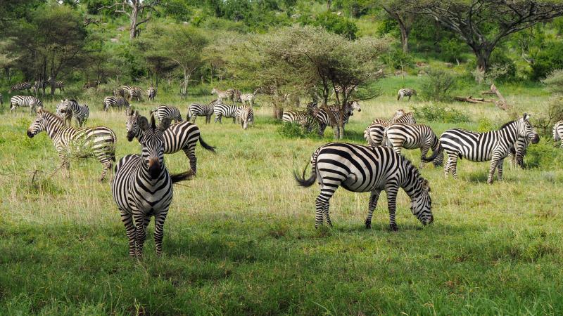 We came over one hill and saw hundreds of zebras.