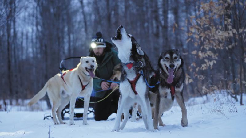 a dog on the trail howls