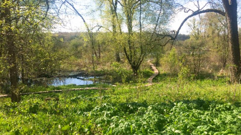 A path near Lake Wingra in Madison, Wisconsin.