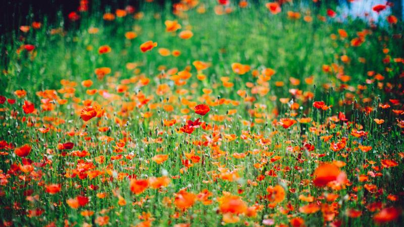 flowers