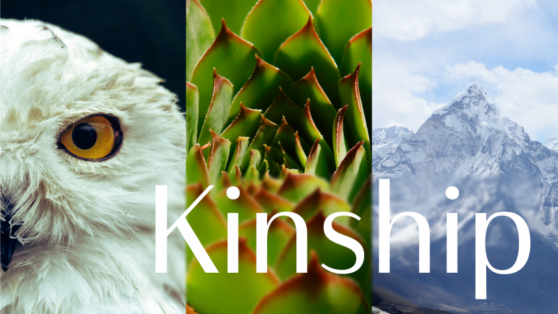 Left to right - an owl, a plant, a mountain