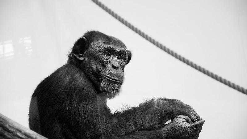 chimpanzee