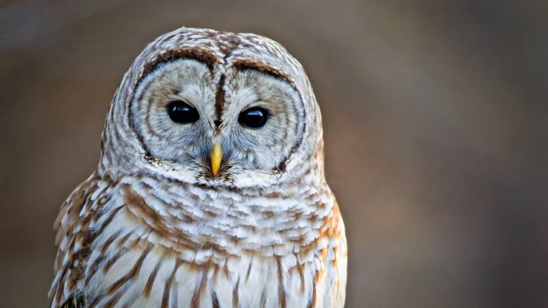 Barred owl
