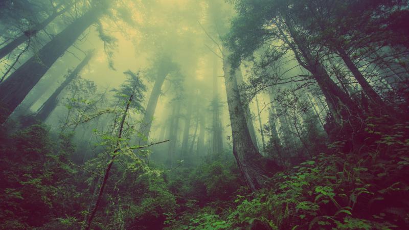 foggy trees