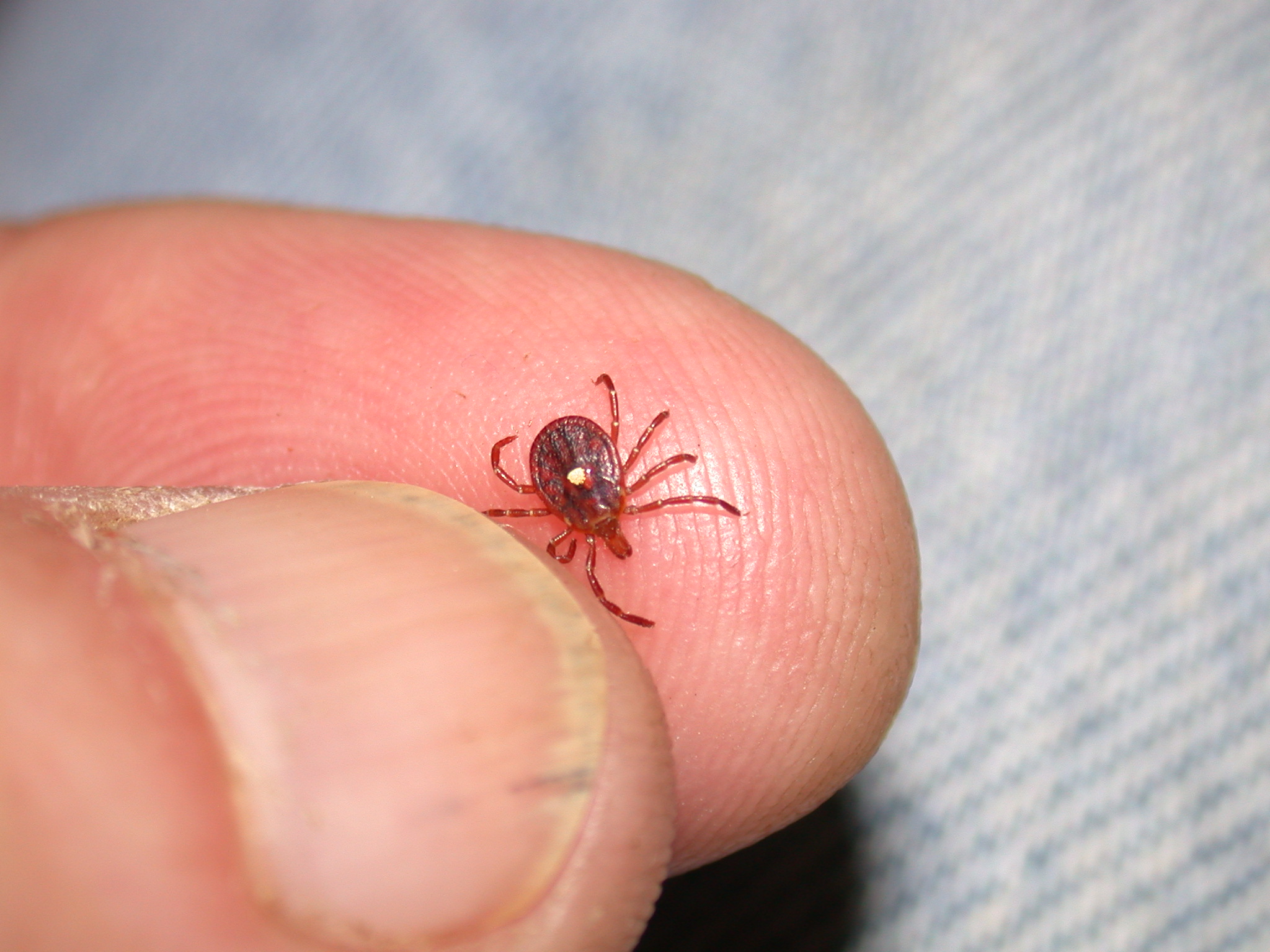 Entomologist Names Wisconsin 'Bug Of The Year' Wisconsin Public Radio